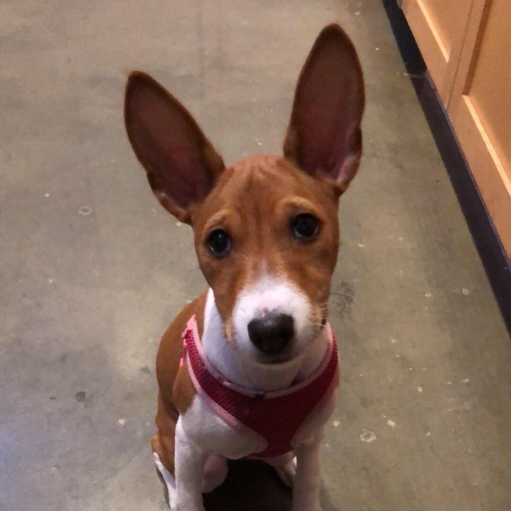 Meet your Posher, Owen